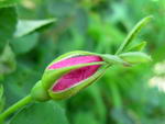 Rosa Acicularis
